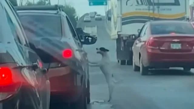 Familia deja por error a perro en avenida, captan el momento y video se viraliza. Foto: N+