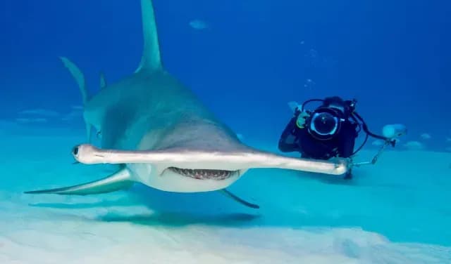 Un tiburón martillo es fotografiado por un buzo