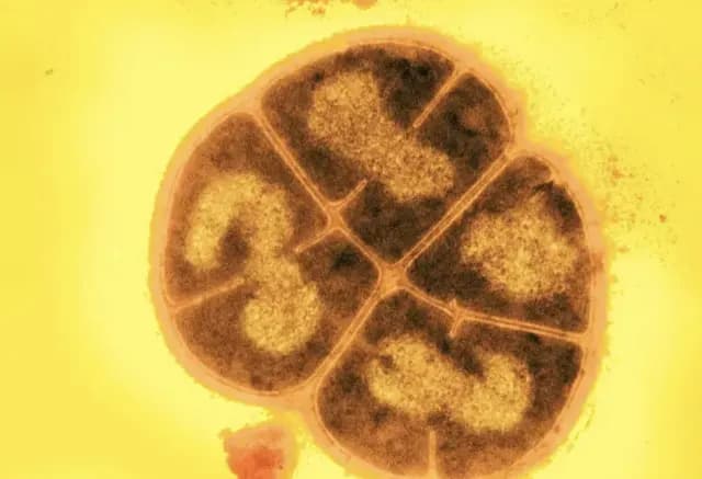 Bacterias en Marte Sobrevivirían Millones de Años bajo Superficie