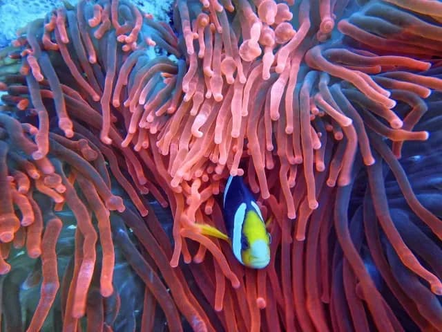 Pez en un coral en el mar