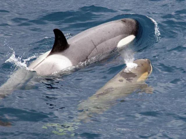 Dos orcas fotografiadas juntas en el mar