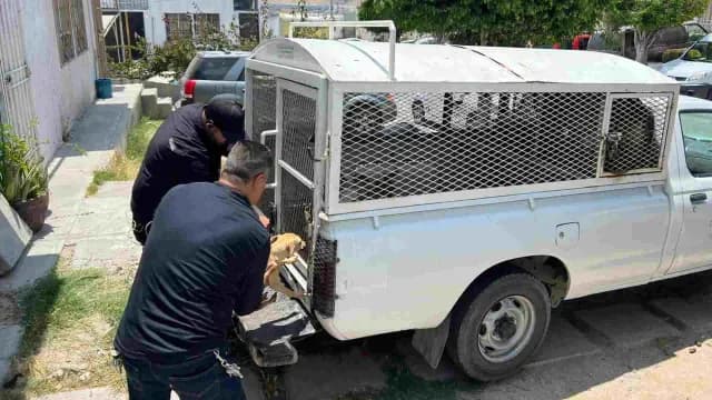 Una vivienda en condiciones precarias resguardaba a 18 perritos