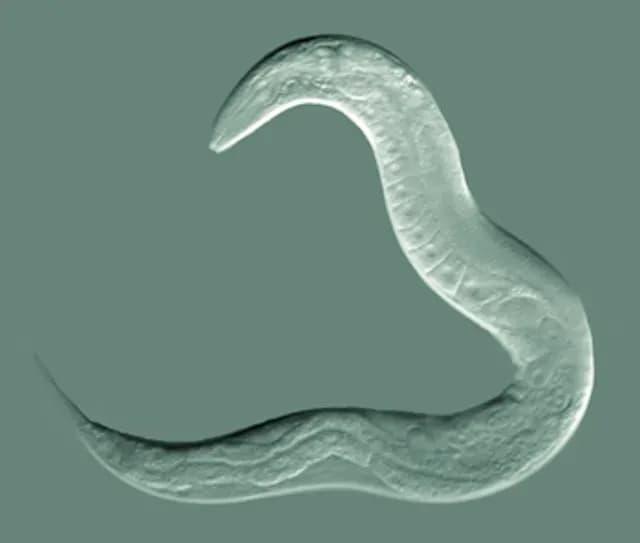 Gusano transparente bajo el microscopio