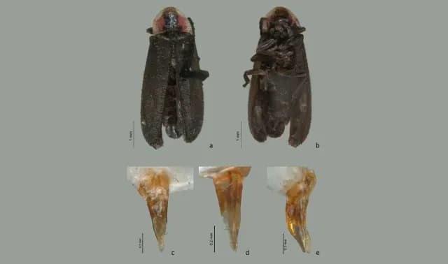 Nueva especie de luciérnaga llamada Julieta Fierro