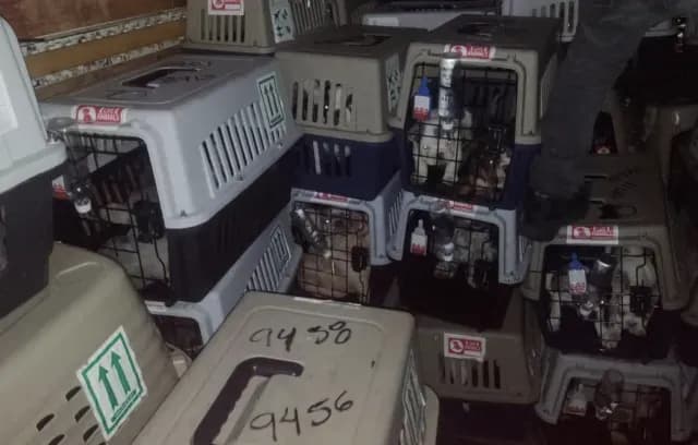 Perros rescatados por la SSC-CDMX