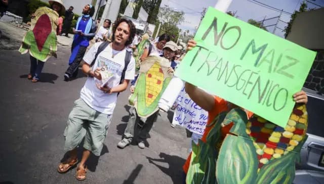 Organizaciones sociales y ambientalistas en protestas contra el maíz transgénico. Foto: Cuartoscuro | Archivo