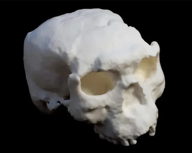 Modelo 3D de un cráneo de Homo erectus hallado en China