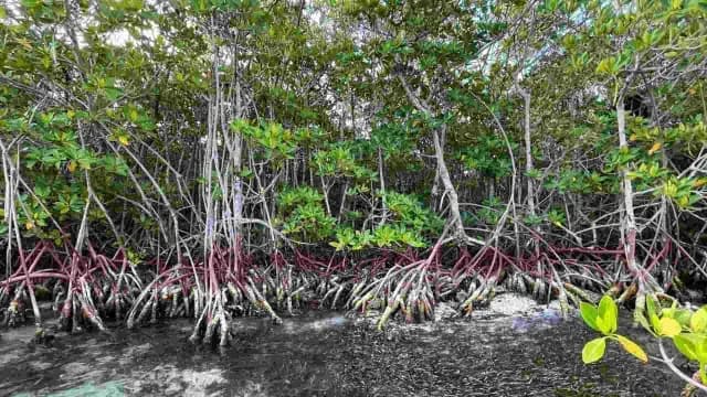 Imagen de un manglar en Quintana Roo