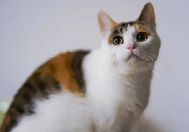 Gata carey