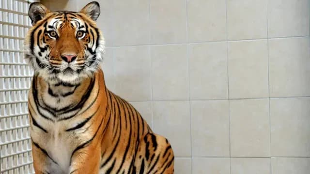 Tigre es Donado a Municipio de Ecatepec por Vecino