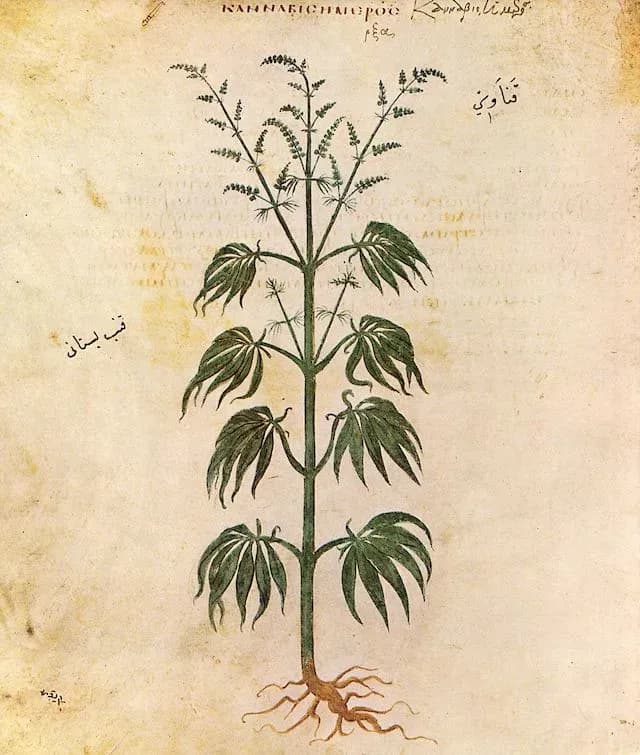 La marihuana es una planta que tiene su origen en Asia Central y Sur.