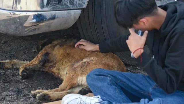 Barbitas, perrito herido en ataque en la Central de Abasto de Toluca