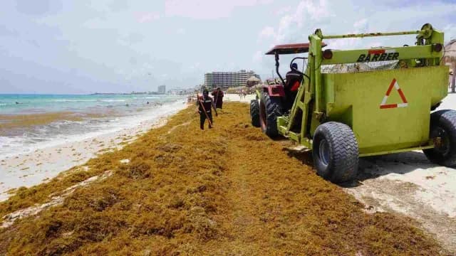Una cuadrilla municipal recoge sargazo en Cancún