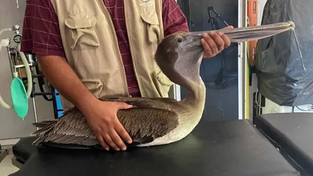 Médicos veterinarios valoran la salud de pelícanos en el Bosque de Mexicali. Foto: Bosque de Mexicali