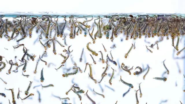 Crean app sobre mosquitos para combatir malaria