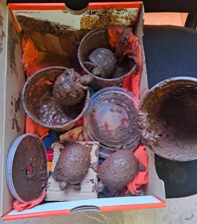Rescatan a Tortugas en Paquetería en CDMX; Iban a Acapulco
