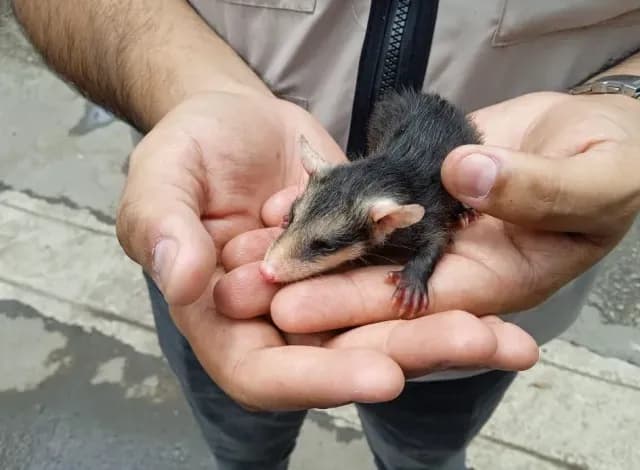 Rescatan a Bebé Tlacuache, Perdió a su Mamá en Chapultepec