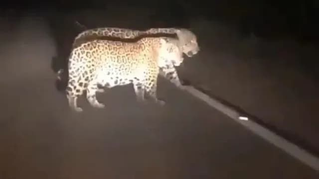 Dos jaguares cruzan la carretera en Tamaulipas