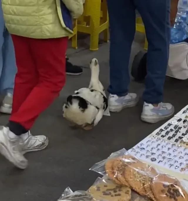 Captan a Pato Vendiendo Agua en Mercado