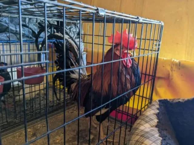 Clausuran Feria por Usar Animales con Malformaciones como ‘Atracción’