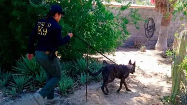 Agentes K9 fueron certificados internacionalmente en Ensenada, Baja California