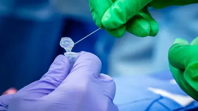 Realizan exitoso trasplante de riñones de cerdo a un humano