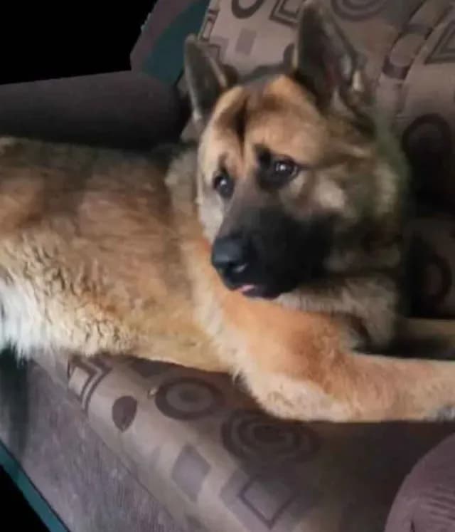 Kuko: Matan a Golpes a Perrito Guía en Nicolás Romero