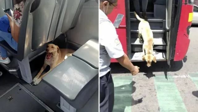 Perrito es rescatado en el metrobús de Tláhuac