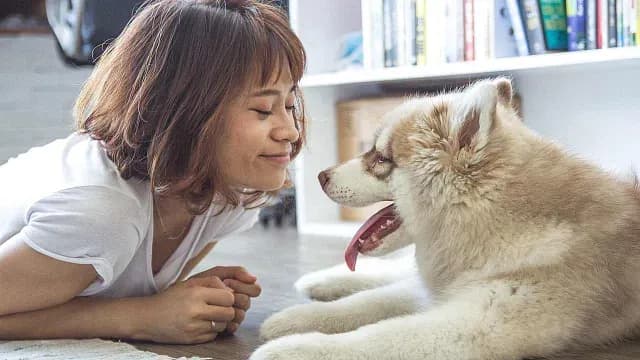 El cerebro de los perros es más sensible a la voz de las mujeres