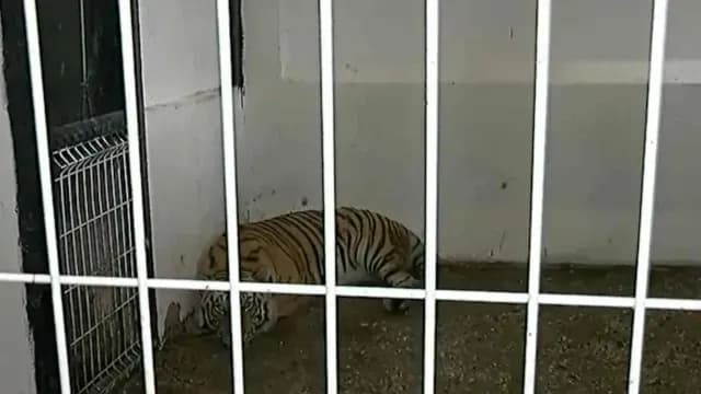 Un tigre de bengala caminaba en libertad por las calles de Tlaquepaque. Foto: N+