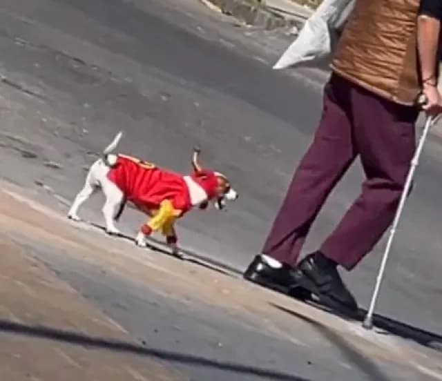 Captan a ‘Chesperrito’ el Perrito con Disfraz del Chapulín Colorado