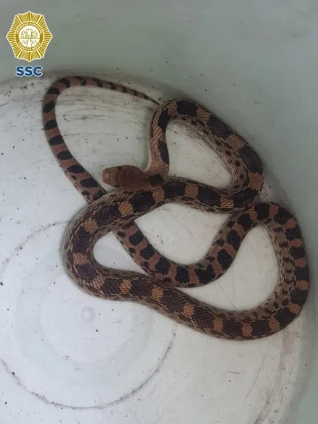 Hombre Revisa Coche por Falla Mecánica y Halla Serpiente en el Motor