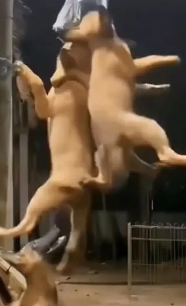 Perritos voladores de Papantla