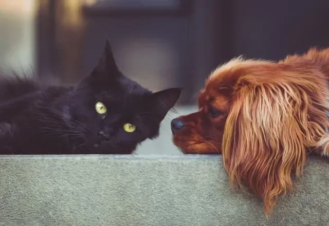 Acta de Identidad de Mascotas en CDMX