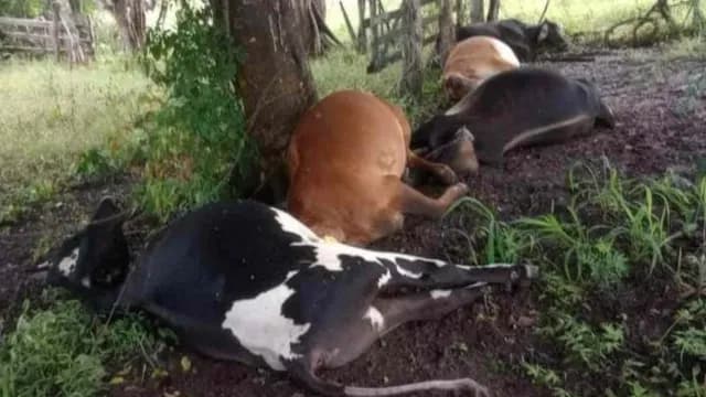 Animales mueren por caída de rayo en árbol donde se protegían | Foto: Isaías Muñoz | N+