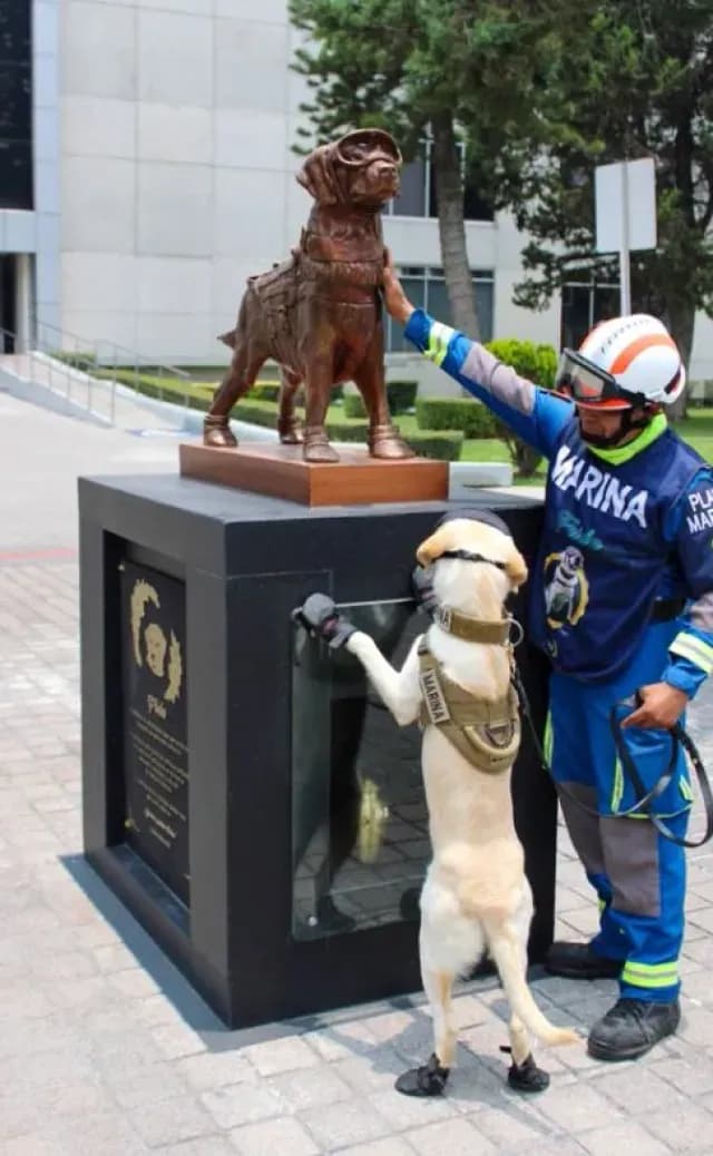 Ella es Maya, Perrita Rescatista que Seguirá Legado de Frida