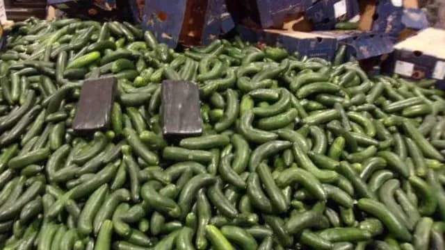 Detienen Conductores que Transportaban Droga en Camiones con Pepinos en Otay Mesa