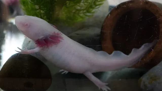 Ajolote albino en una pecera del Museo del Ajolote "Axolotitlán"