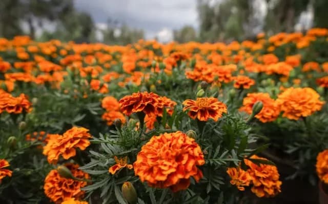 Flor de Cempasúchil: ¿Dónde Venden la Más Barata en CDMX?