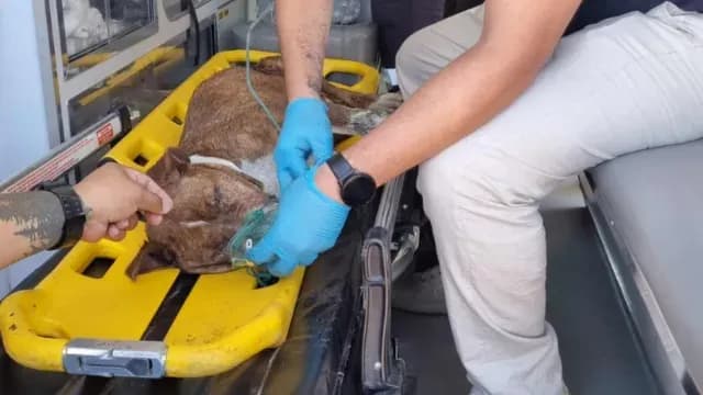 Los elementos de rescate atendieron al canino. Foto: X @PCPueblaCapital
