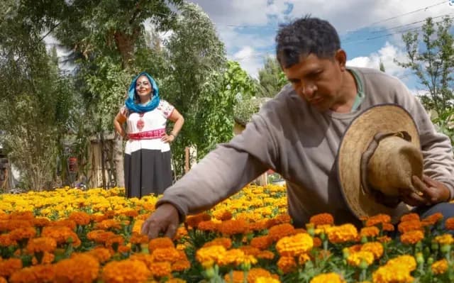 Leonardo Jiménez, productor de cempasúchil en su campo en Xochimilco. Foto: Corenadr