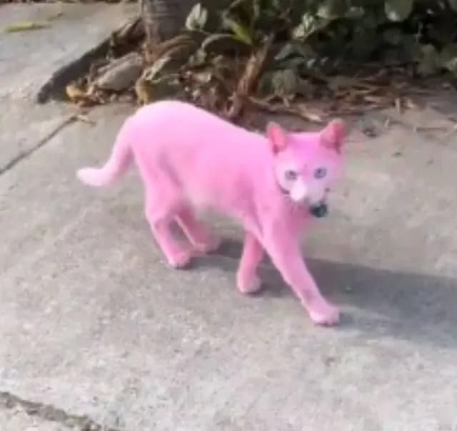 Captan a Gato Pintado de Rosa Paseando por la Calle