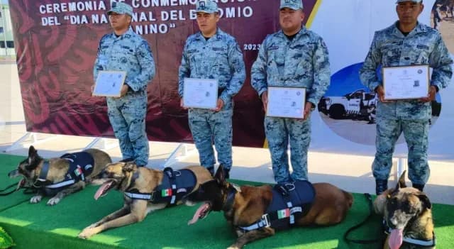 ¿Cómo Adoptar a un Perrito Jubilado de la Guardia Nacional?