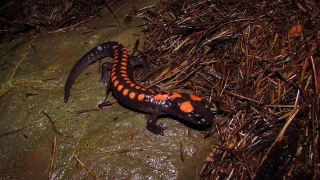 Alertan por riesgo de extinción de anfibios en México