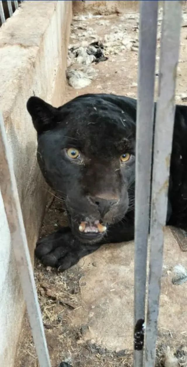 Aseguran a jaguar que le arrancó un brazo a una niña en Chihuahua