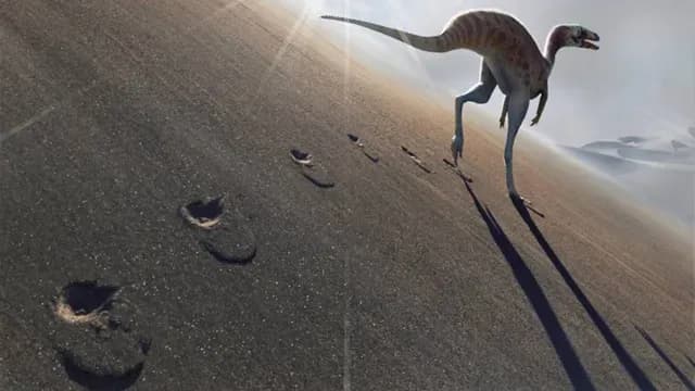 Esta nueva especie fue identificada por sus huellas