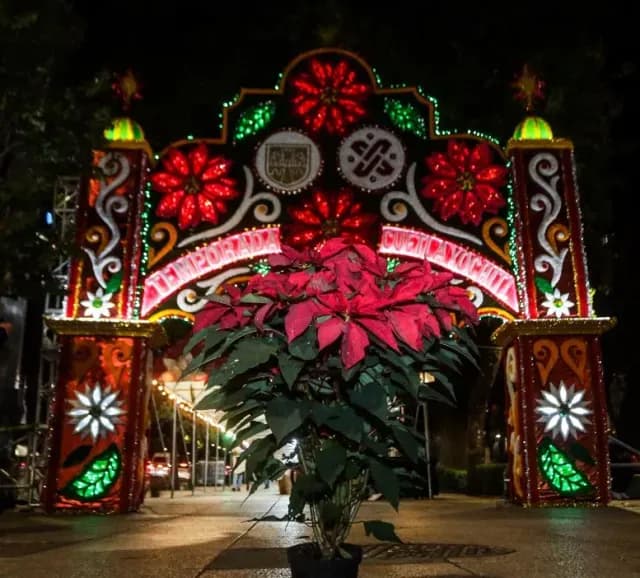 Navidad 2023: ¿Dónde Comprar Nochebuenas Baratas en CDMX?