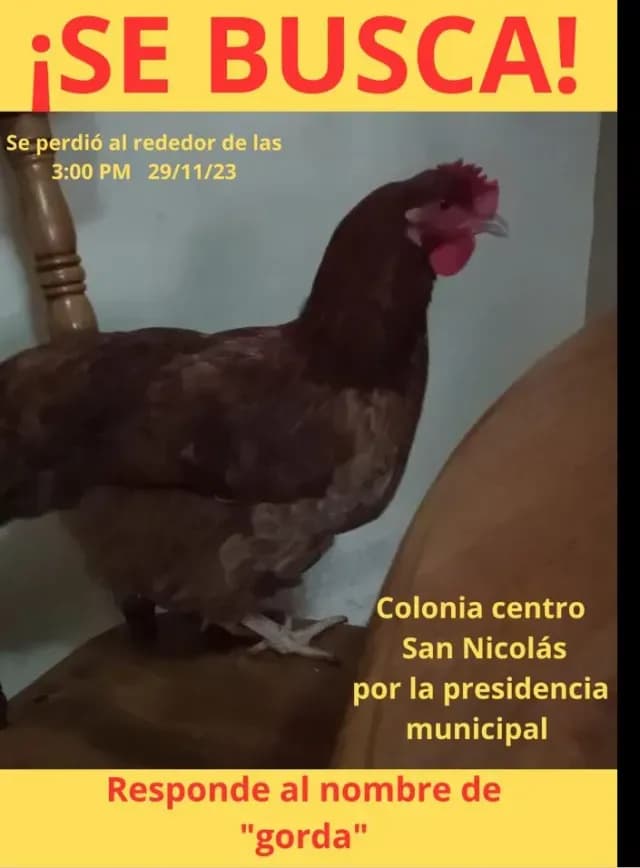 Niño Localiza a Su Gallina Mascota en Nuevo León