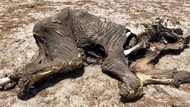Elefantes han muerto cerca de abrevaderos o en la maleza ante la sequía. Foto: Reuters