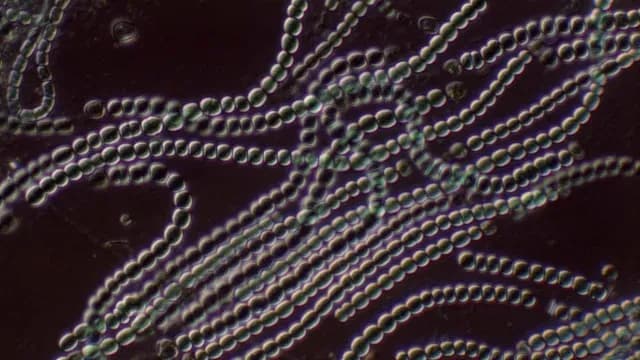 Cianobacterias bajo el microscopio